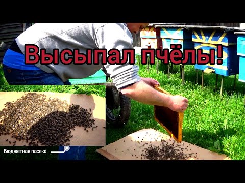Видео: Ещё один вариант объединения пчелиных семей.