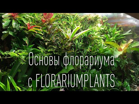 Видео: Основы палюдариума флорариума с @Florariumplants - флорариумы