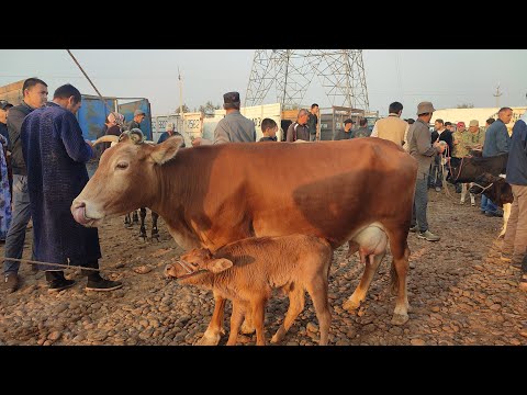 Видео: МОЛ БОЗОРИ НОХИЯИ ДУСТИ ҶИЛИКУЛ БОЗОРИ БАРАКАТ