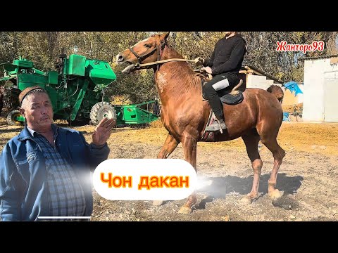 Видео: Дакан   Тел:+996558590052   10 ноября 2025 г.