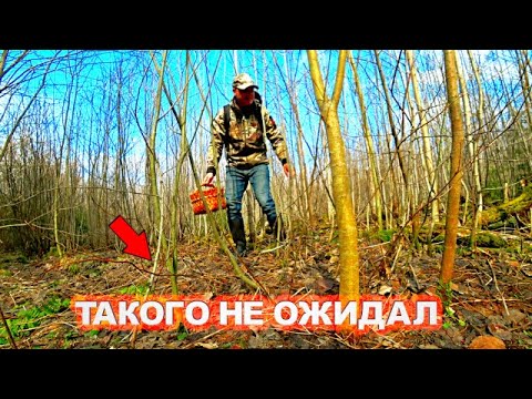 Видео: ГРИБНИК ЗАШЁЛ В ЛЕС НАШЁЛ ГРИБЫ ТАКОГО НЕ ОЖИДАЛ! Тихая охота, собрал и приготовил. Грибы 2025