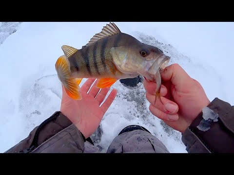 Видео: ШОК! ГОРБАЧИ ГЛОТАЮТ ИХ ЦЕЛИКОМ! ЕЛЕ ДОСТАЛИ ТРОФЕЙ! Рыбалка на ЩУКУ и окуня! Первый лёд 2023 - 2024