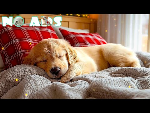 Видео: 12 часов успокаивающей музыки для собак 🌙 Нежные волны и фортепиано для сна, снятия стресса и трево