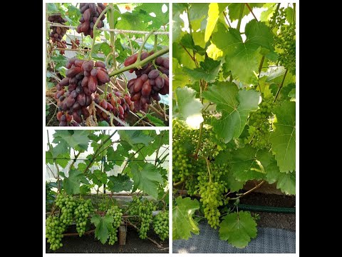 Видео: Состояние винограда в открытом грунте и теплицах (открытой, стандартной и придомовой)