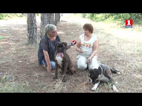 Видео: о породе немецкий боксёр!