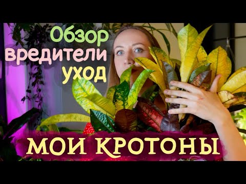 Видео: Мои КРОТОНЫ (Кодиеумы) | Обзор, уход, вредители, размножение