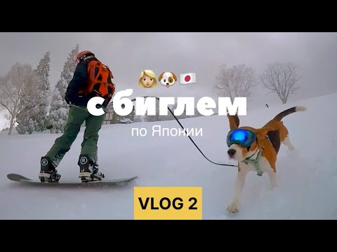 Видео: ФРИРАЙД В ЯПОНИИ. ДОГФРЕНДЛИ ГОРНОЛЫЖКИ. ЗИМНИЙ ХАЙК В ЯПОНСКИХ ГОРАХ