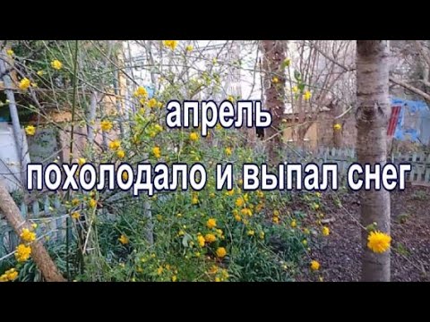 Видео: апрель похолодало и выпал снег