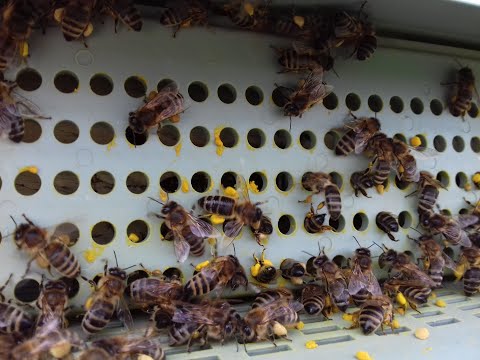 Видео: Сбор пыльцы.