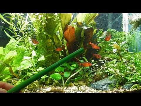 Видео: Aqua News №76. Растения . Ошибки в подборе и размещении.