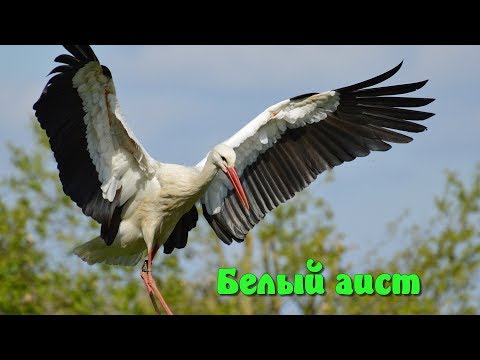 Видео: Белый аист.  Детям про аиста