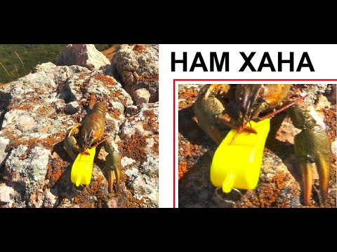 Видео: Лютые приколы. РАК НА ГОРЕ свистит! НАМ ВСЕМ ХАНА!!