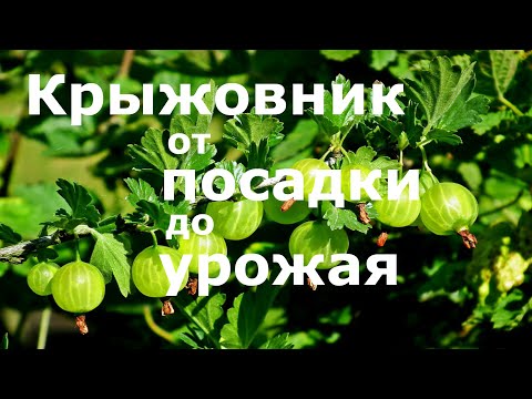 Видео: КРЫЖОВНИК от ПОСАДКИ до УРОЖАЯ!!!