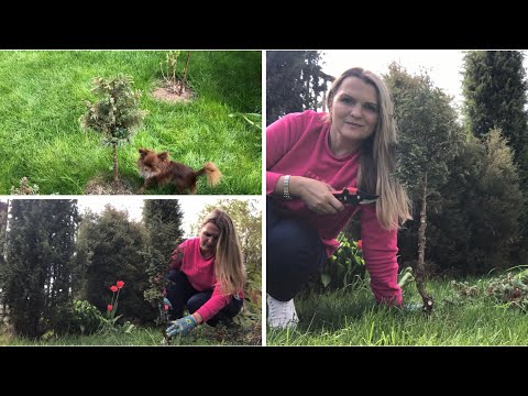 Видео: Был деревом, а стал штамбом | Формирую кипарисовик Булевард | Chamaecyparis pisifera Boulevard