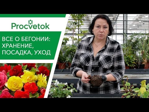 Видео: Секреты выращивания БЕГОНИИ. Хранение зимой, посадка, уход