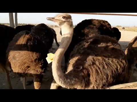 Видео: Бизнеси Шутурмург дар шароити Хона Ана ира бизнес меган