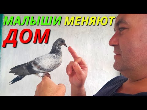 Видео: ВЫСОТА и ВРЕМЯ с каждым днём всё Лучше❗ Молодые голуби 2023