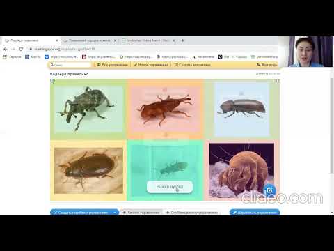 Видео: Видеоурок Ахметова ГБ Определение зараженности зерна