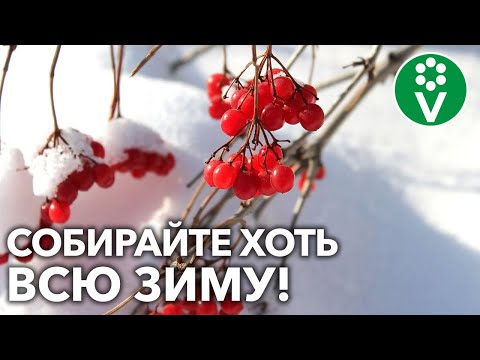 Видео: КАЛИНА КРАСНАЯ: как заготовить и применять этот ЦЕЛЕБНЫЙ ДАР ПРИРОДЫ?