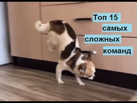 Видео: Топ 15 самых сложных команд для собаки (Top 15 difficult commands for dog)