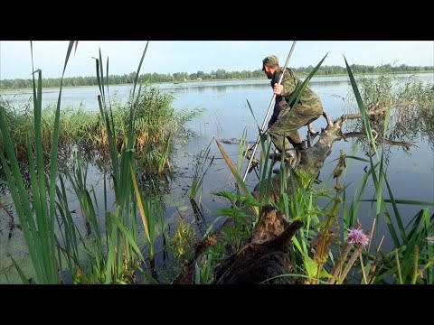 Видео: Небывалый улов линя на удочку на новую оснастку   лепесток в траве! И новые заметки