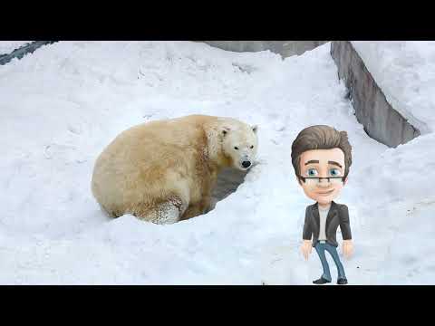 Видео: Белите мечки - Любопитни факти за деца