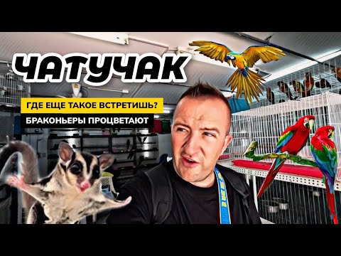 Видео: Рынок ЧАТУЧАК в Бангкоке - огромный выбор животных. Купили сумчатых поссумов для детей. Паттайя.