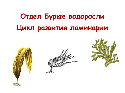 Видео: Отдел Бурые водоросли. Цикл развития ламинарии.