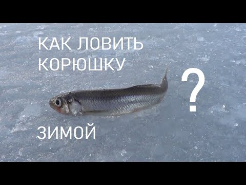 Видео: Как ловить корюшку зимой. Тонкости ловли. На что ловить корюшку зимой. Корюшка на Финском Заливе.