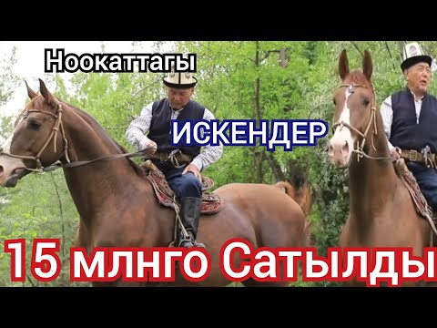 Видео: ИСКЕНДЕР КАНЧАГА  САТЫЛДЫ ТОЛУК  МААЛЫМАТ