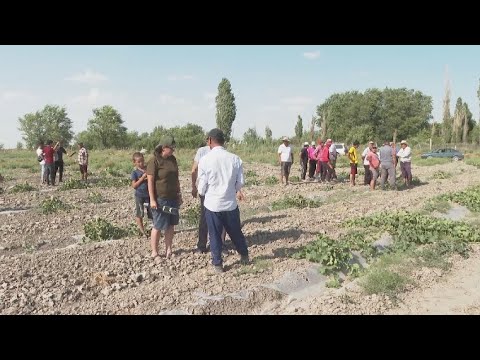 Видео: Жамбыл облысы Өрнек ауылының шаруалары судан тапшылық көріп отыр