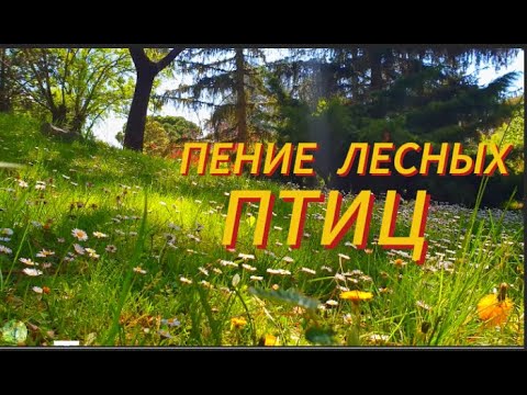 Видео: Волшебное Пение Лесных Птиц, Кукование Кукушки Избавит Вас От Стресса И Поднимет Вам Настроение ASM