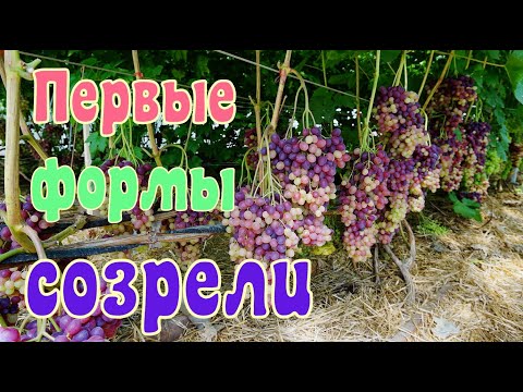 Видео: Виноград в теплице. Ультраранние формы для Беларуси .