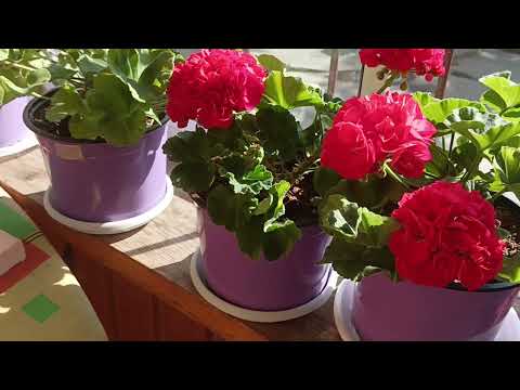 Видео: 4 августа 2024 г.