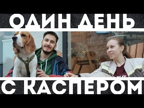 Видео: 9. (не) Сойти с ума с биглем | день с Касом | KURSKAYA