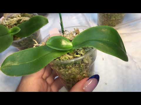 Видео: Phalaenopsis gigantea в размере 1,7 / Как быстро адаптировать растение к домашним условиям