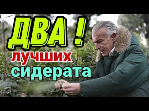 Видео: 8 Два лучших сидерата для улучшения почвы повышения плодородия земли. Какие сидераты сеять осенью R