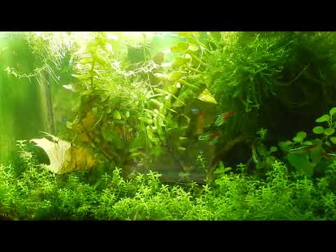 Видео: Aqua News №69. Зелёный налёт на стёклах , как устранить?