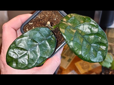 Видео: Хойи с озон