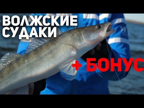 Видео: РАЗДАЧА Волжских судаков+ БОНУС!   "Рыбий жЫр" 5 сезон выпуск 30