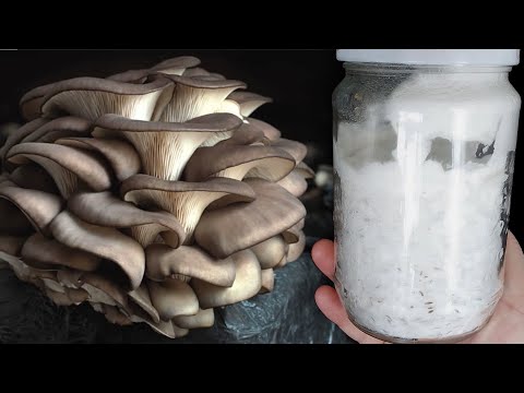 Видео: Как приготовить зерновую икру и жидкую культуру? Выращивание вешенок