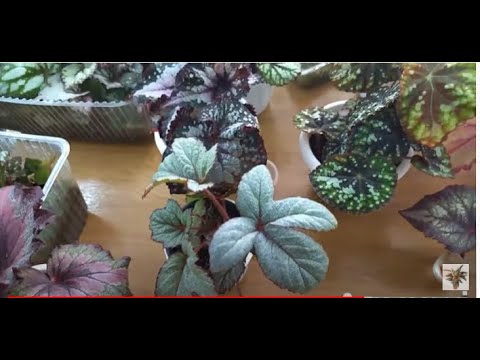 Видео: Комнатные растения.  Размножение декоративно-лиственной бегонии.