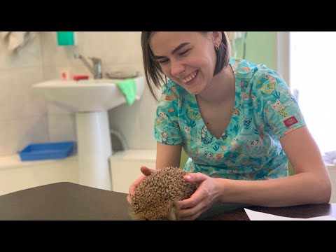 Видео: Богатый внутренний мир ежей, способы познания и борьбы с клубочками.  Спасение диких животных