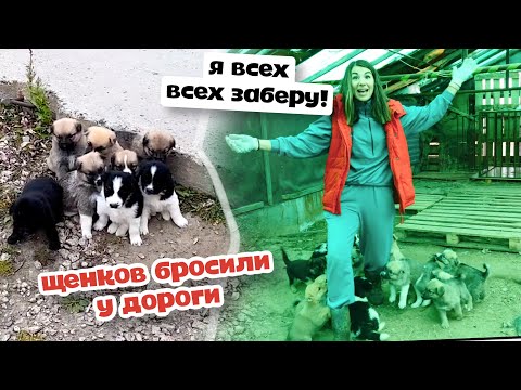 Видео: 13 щенков выкинули на дорогу. Волонтер сошла с ума, всех забрала!