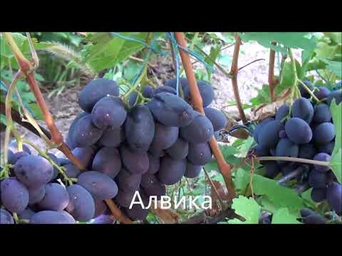 Видео: Виноград Калугина Виктора 2018