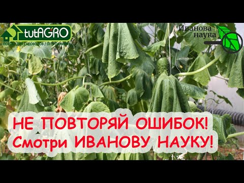 Видео: РОКОВАЯ ОШИБКА в ПОДКОРМКЕ РАСТЕНИЙ! ДАЖЕ ОПЫТНЫЕ ошибаются! Если накосячил, ВОТ КАК все ИСПРАВИТЬ!