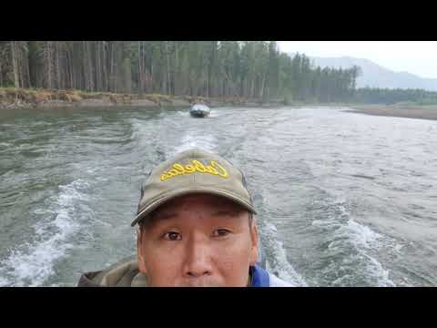 Видео: Белянка