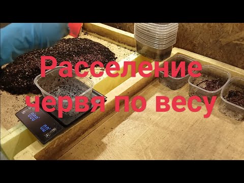 Видео: Расселение червя по весу