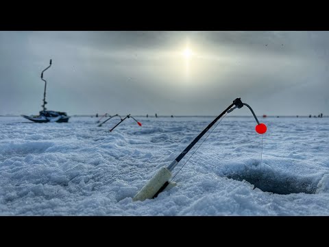 Видео: Зимняя ловля корюшки на Финском заливе | Февраль 2023