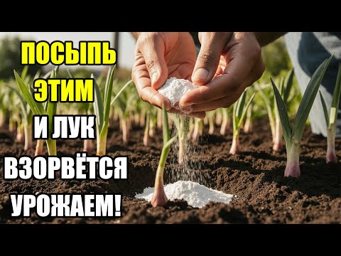 Видео: ЛУК ГНИЁТ И НЕ РАСТЁТ? ПРОСТО ПОСЫПЬ ЭТИМ ПЕРЕД ПОСАДКОЙ — УРОЖАЙ БУДЕТ КАК НИКОГДА!